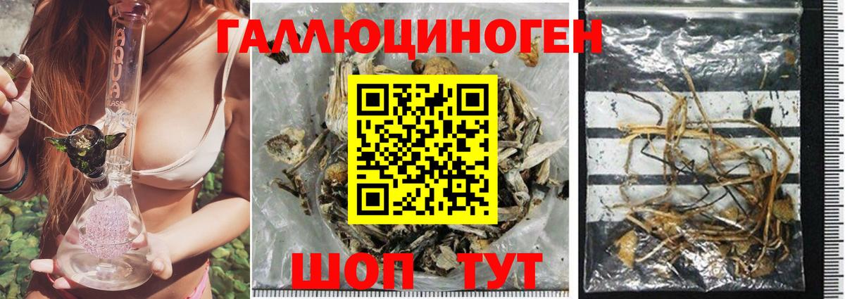 Галлюциногенные грибы Psilocybine cubensis  Каменск-Шахтинский 